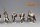 Templar Infantry